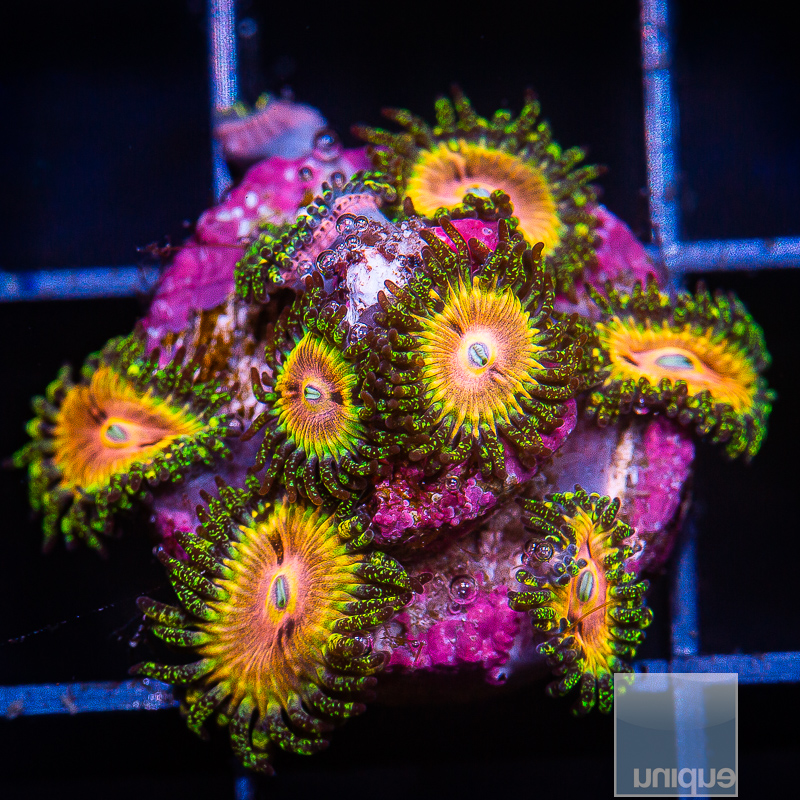 UC Fallen Icarus Zoanthid 349 160.JPG