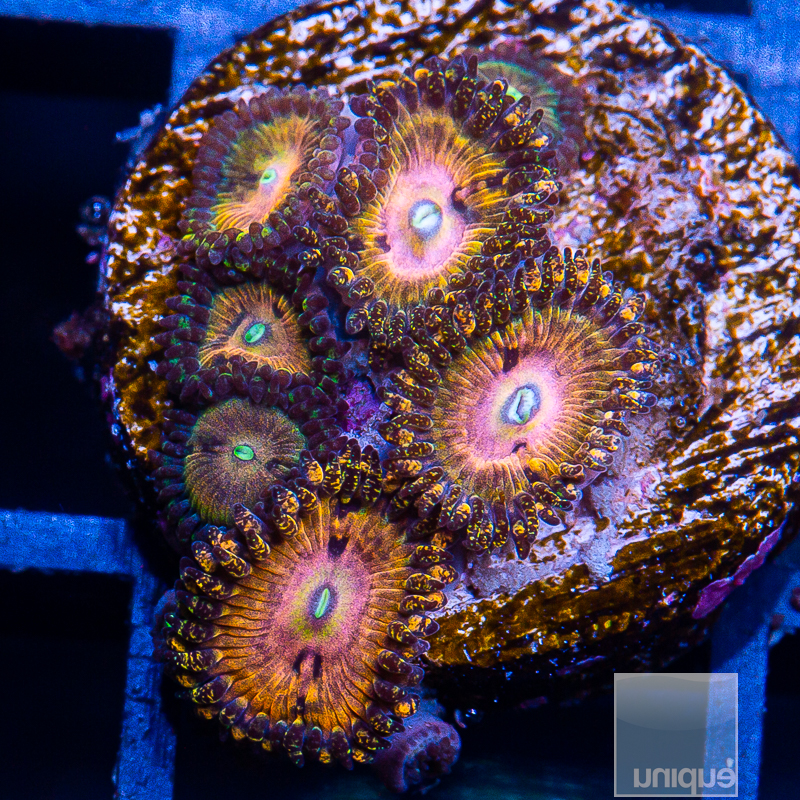 UC Fallen Icarus Zoanthid 349 220.JPG