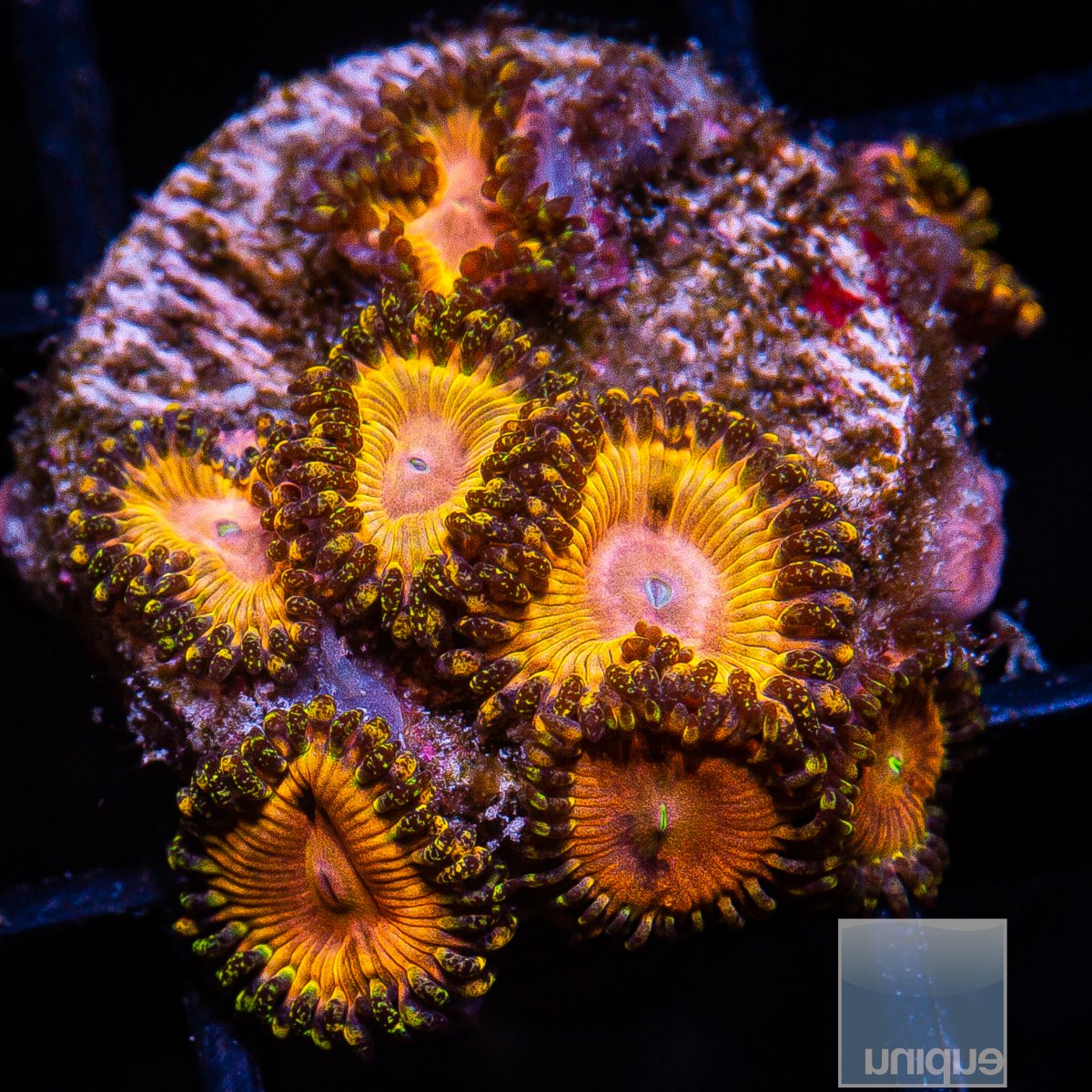 UC Fallen Icarus Zoanthid 359 116.JPG