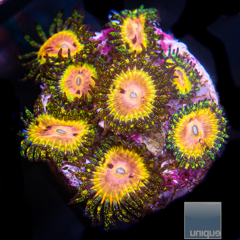 UC Fallen Icarus Zoanthid 399 100.JPG