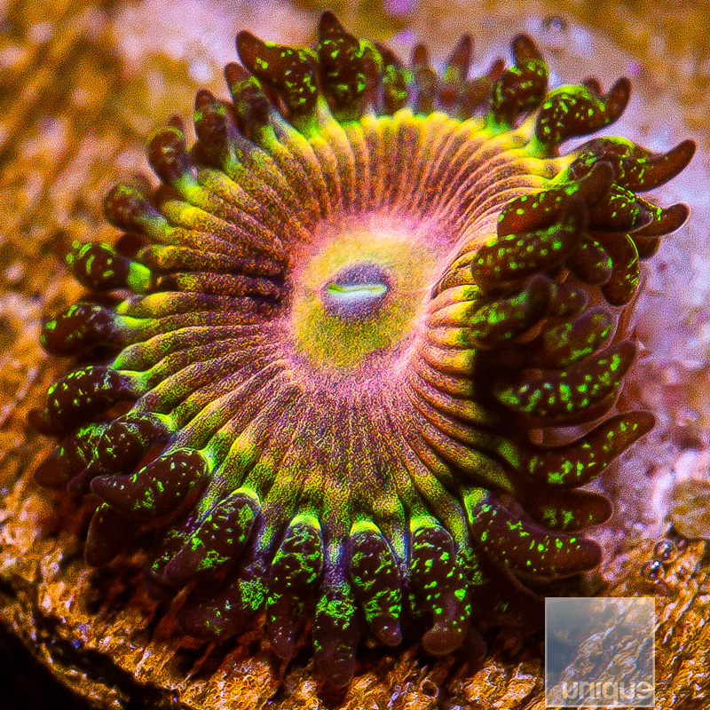 UC Fallen Icarus Zoanthid 49 30.JPG