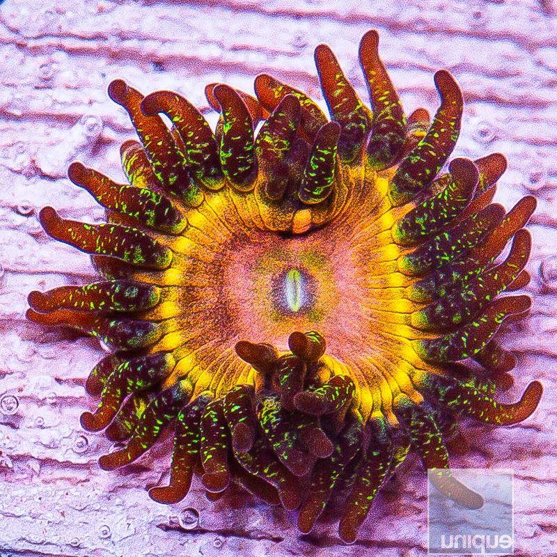 UC Fallen Icarus Zoanthid 59 26.JPG