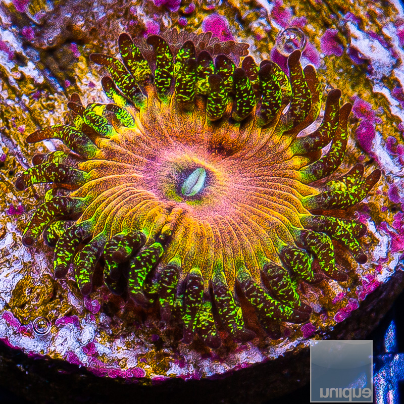 UC Fallen Icarus Zoanthid 59 26.JPG