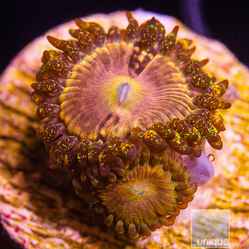 UC Fallen Icarus Zoanthid 59 26.JPG