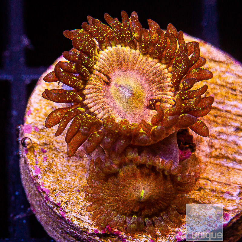 UC Fallen Icarus Zoanthid 79 36.JPG