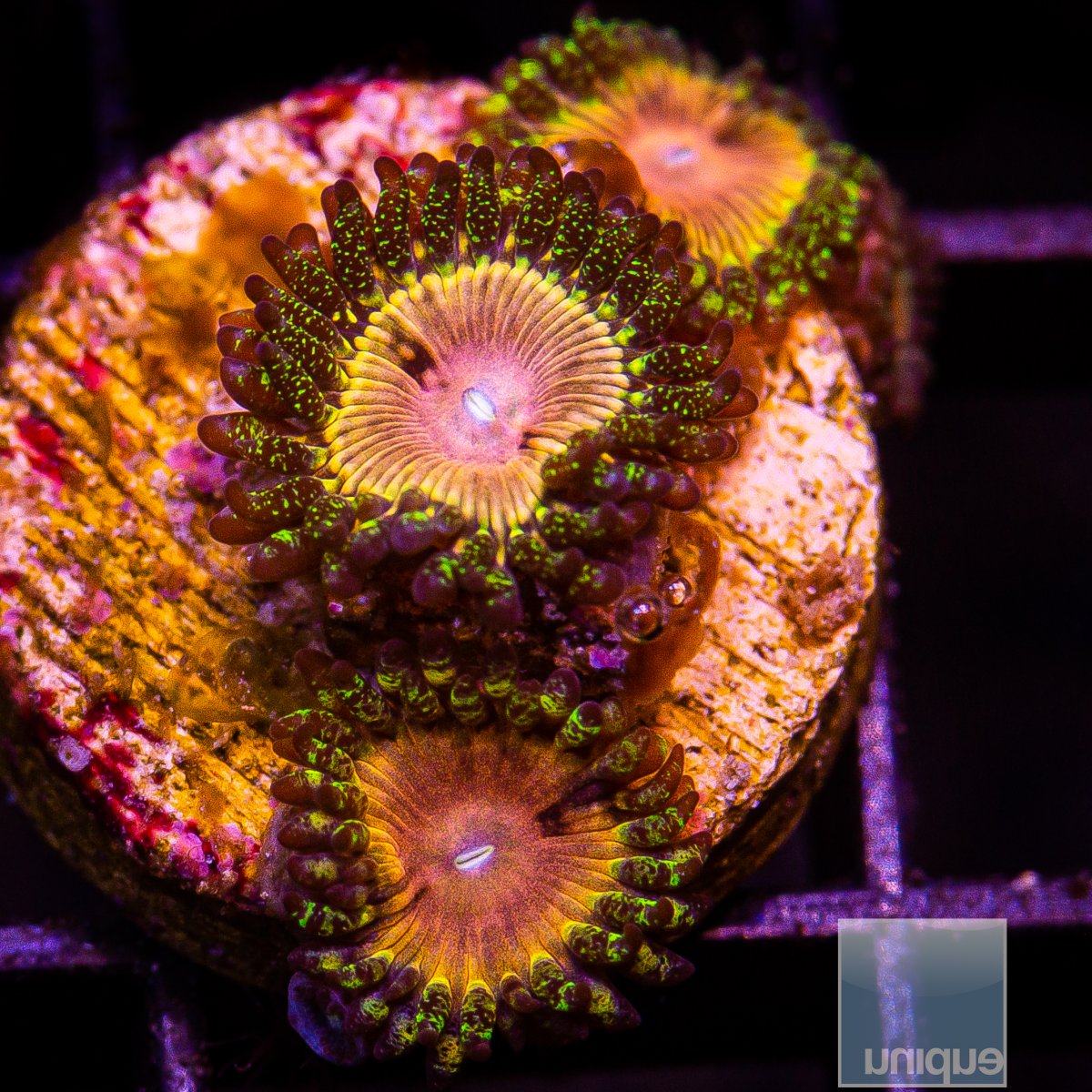 UC Fallen Icarus Zoanthid 79 45.JPG