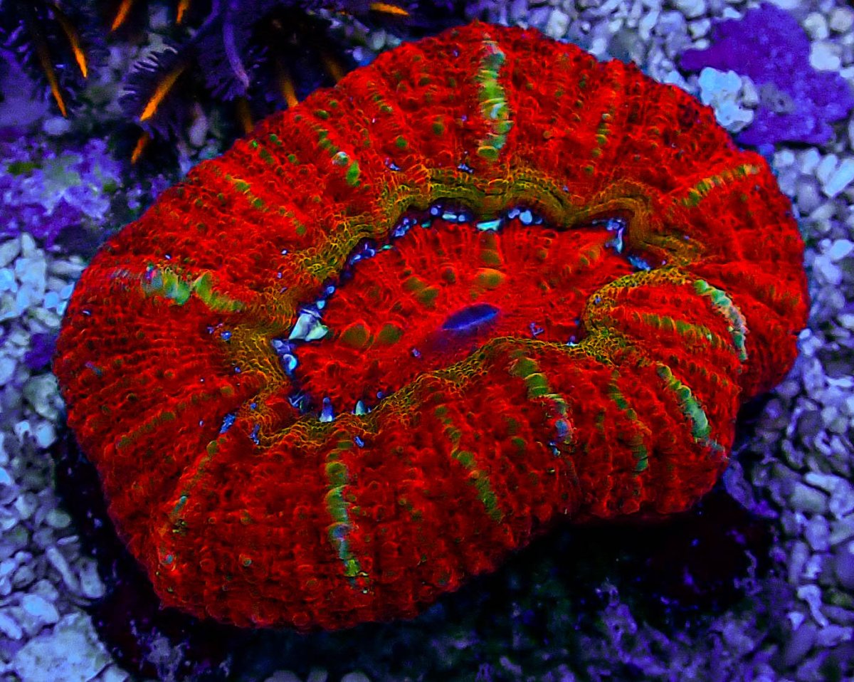 UC Fireball Acan Maxima-178.JPG