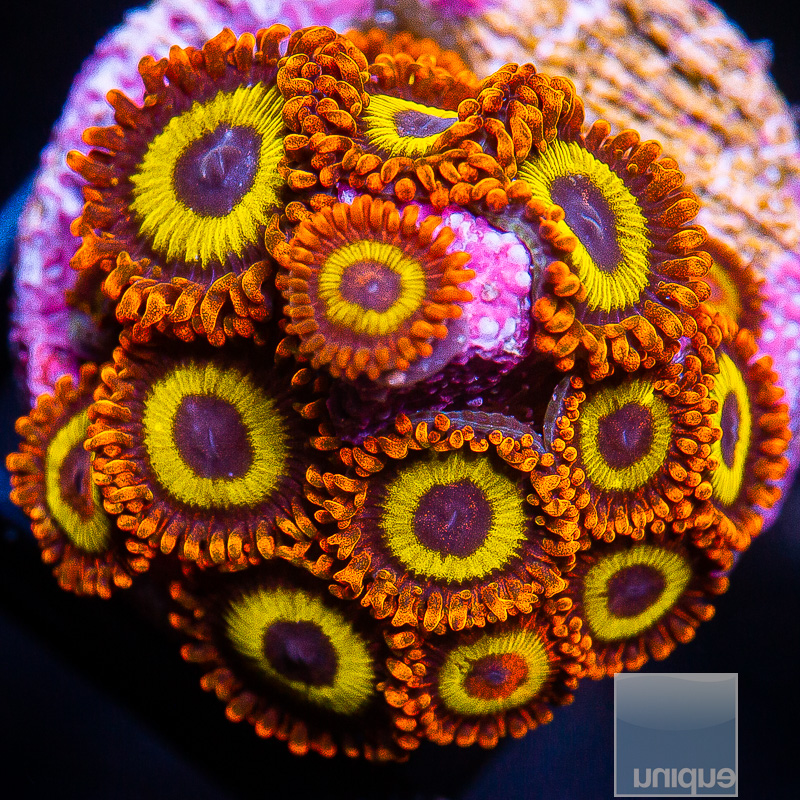 UC Fruit Loop Zoanthid 119 64.JPG