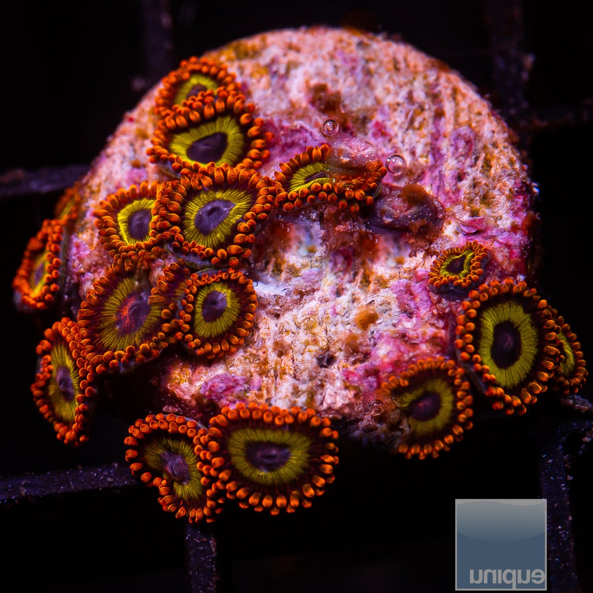 UC Fruit Loop Zoanthid 129 68.JPG