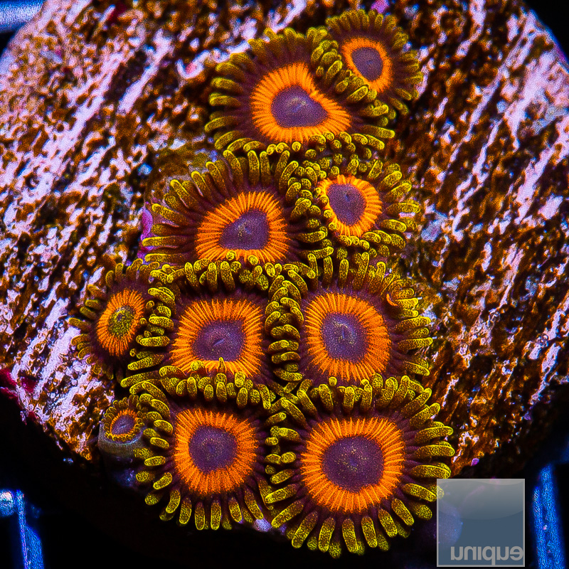 UC Fruit Loop Zoanthid 149 86.JPG