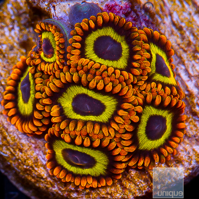 UC Fruit Loop Zoanthid 39 22.JPG