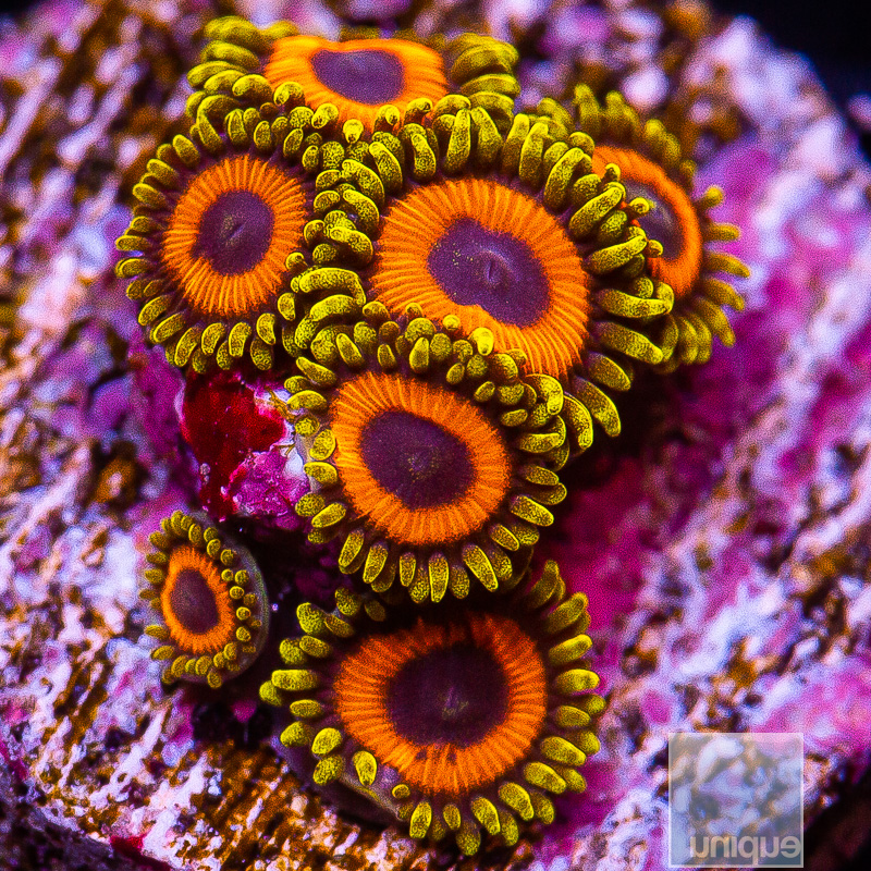 UC Fruit Loop Zoanthid 59 26.JPG