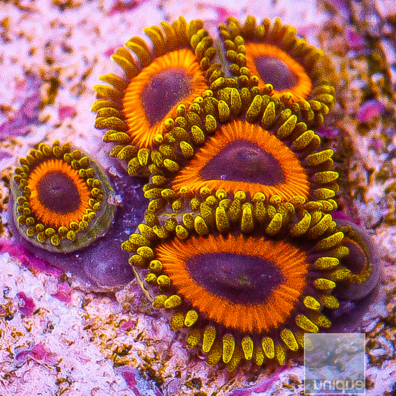 UC Fruit Loop Zoanthid 59 26.JPG