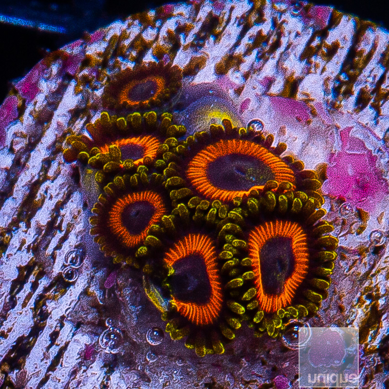 UC Fruit Loop Zoanthid 59 34.JPG