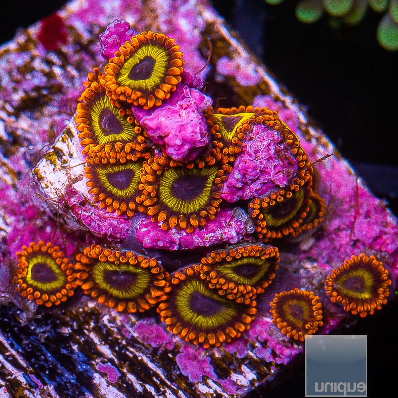 UC Fruit Loop Zoanthid 99 36.JPG