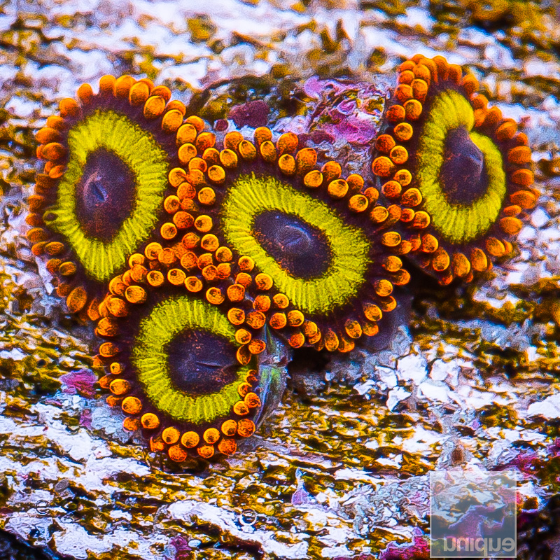 UC Fruit Loop Zoanthids 34 18.JPG