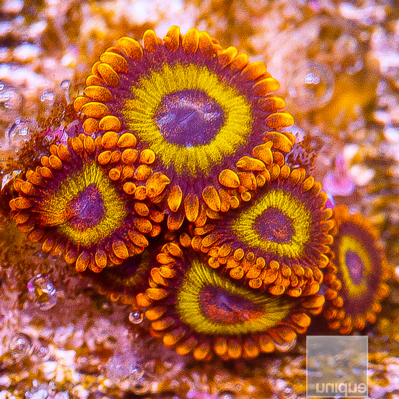 UC Fruit Loop Zoanthids 49 26.JPG