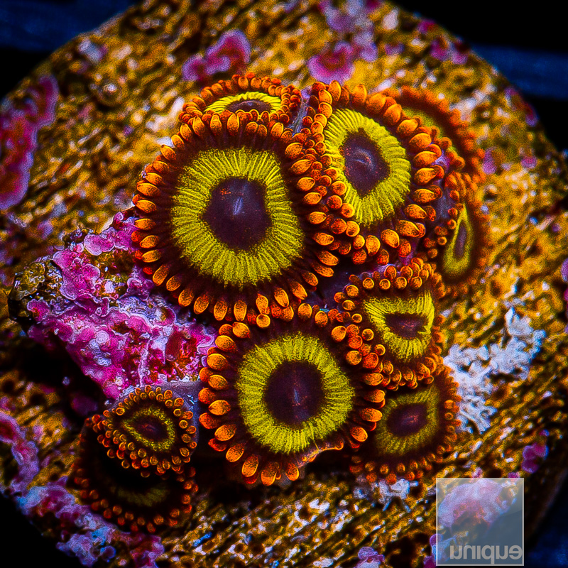 UC Fruit Loop Zoanthids 59 32.JPG