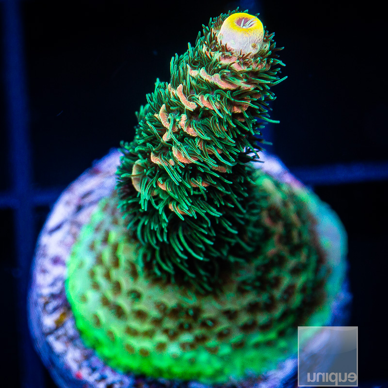 UC Fruit Punch Millepora 129 95.JPG