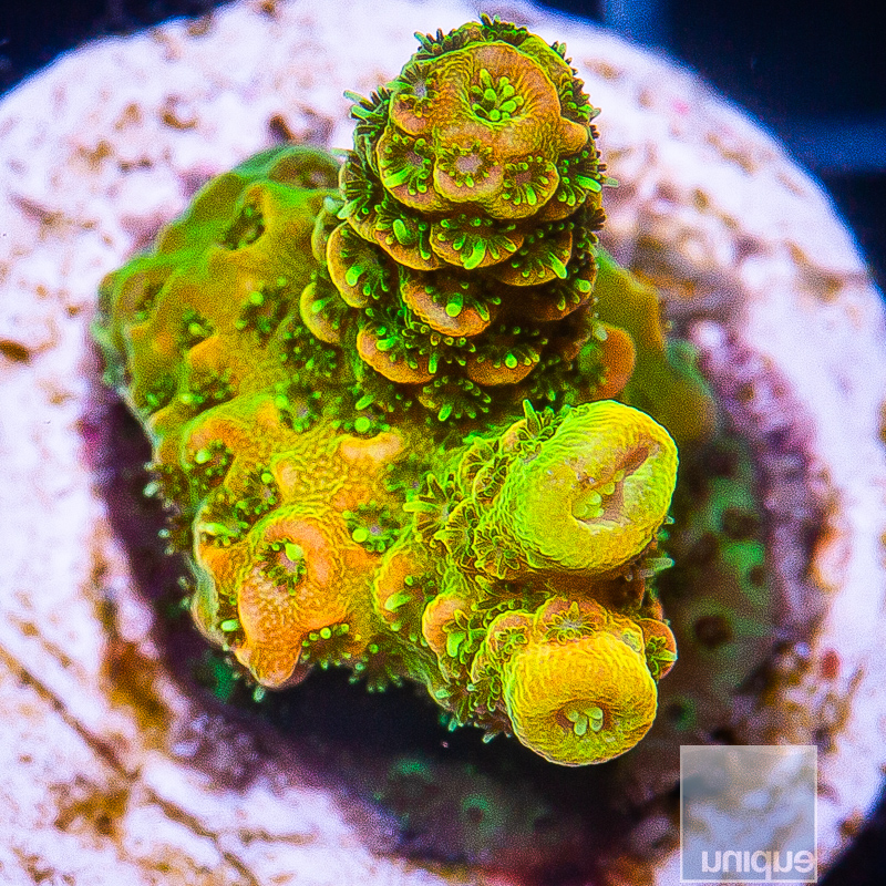 UC Golden Goose Millepora 109 72.JPG