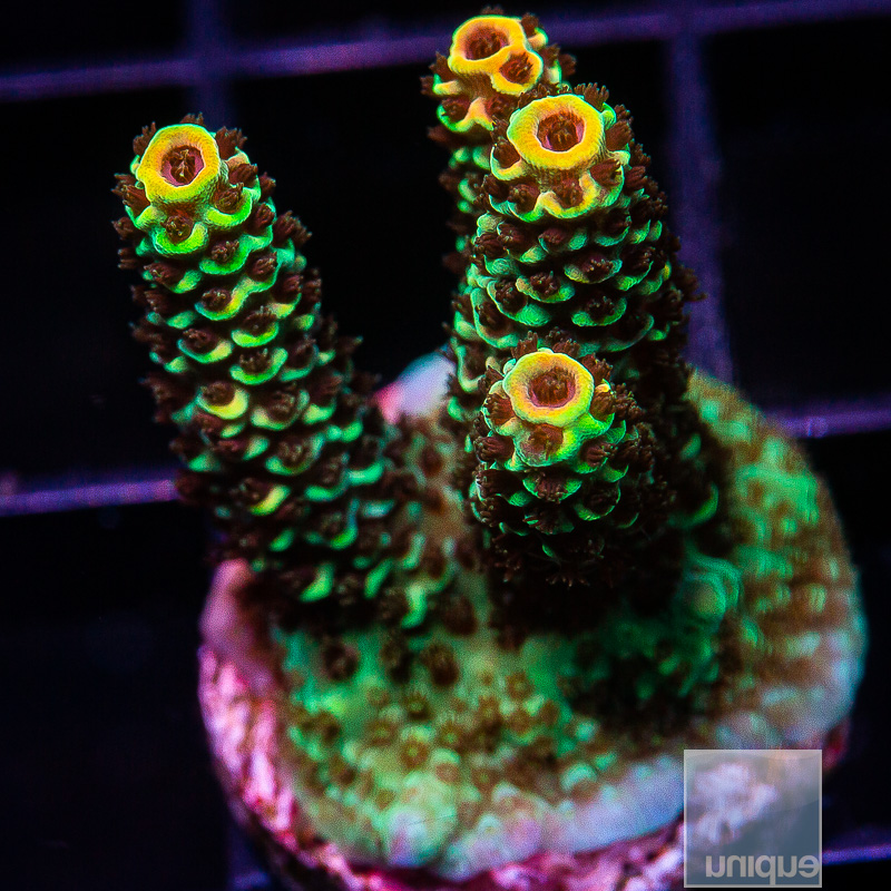 UC Golden Goose Millepora 119 75.JPG