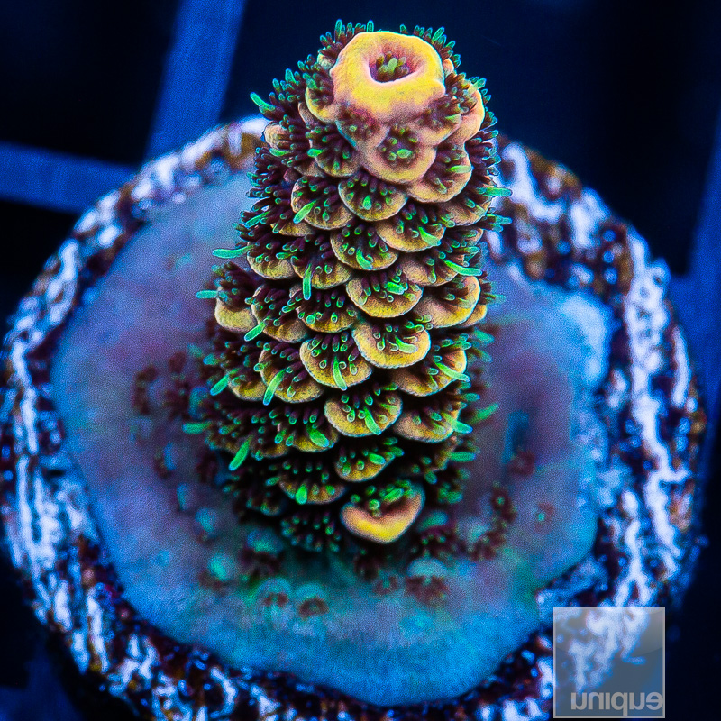 UC Golden Goose Millepora 119 80.JPG