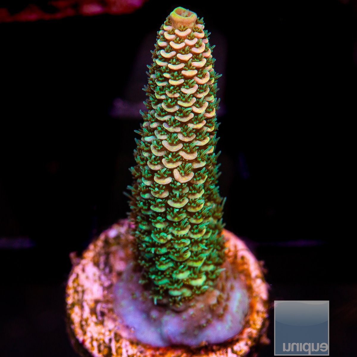 UC Golden Goose Millepora 129 74.JPG