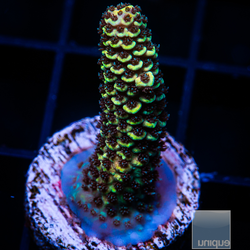 UC Golden Goose Millepora 99 72 (1).JPG