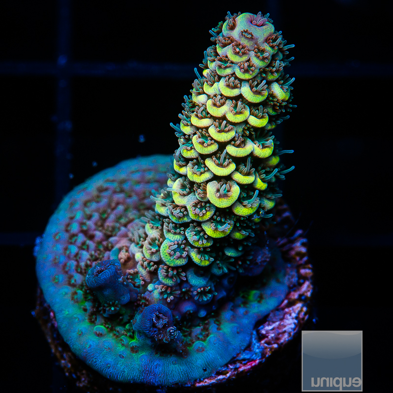 UC Golden Goose Millepora 99 72.JPG