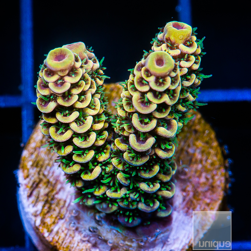 UC Golden Goose Millepora Chunk 149 95.JPG