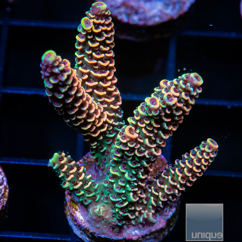 UC Golden Goose Millepora Chunk 179 116.JPG