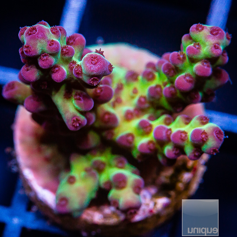 UC Grapevine Acropora 129 85.JPG