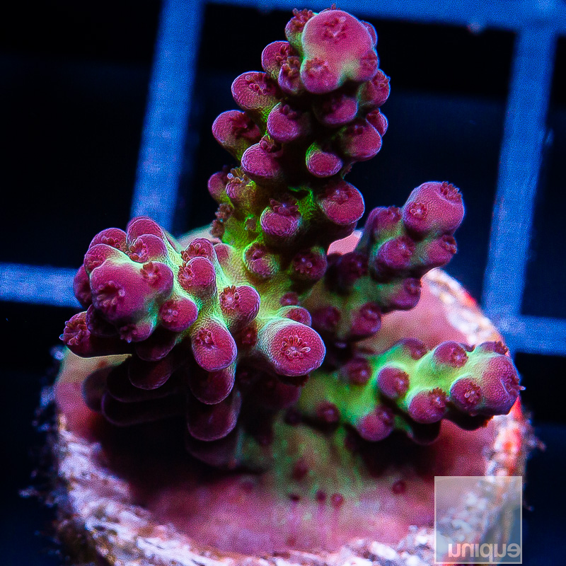 UC Grapevine Acropora 129 95.JPG