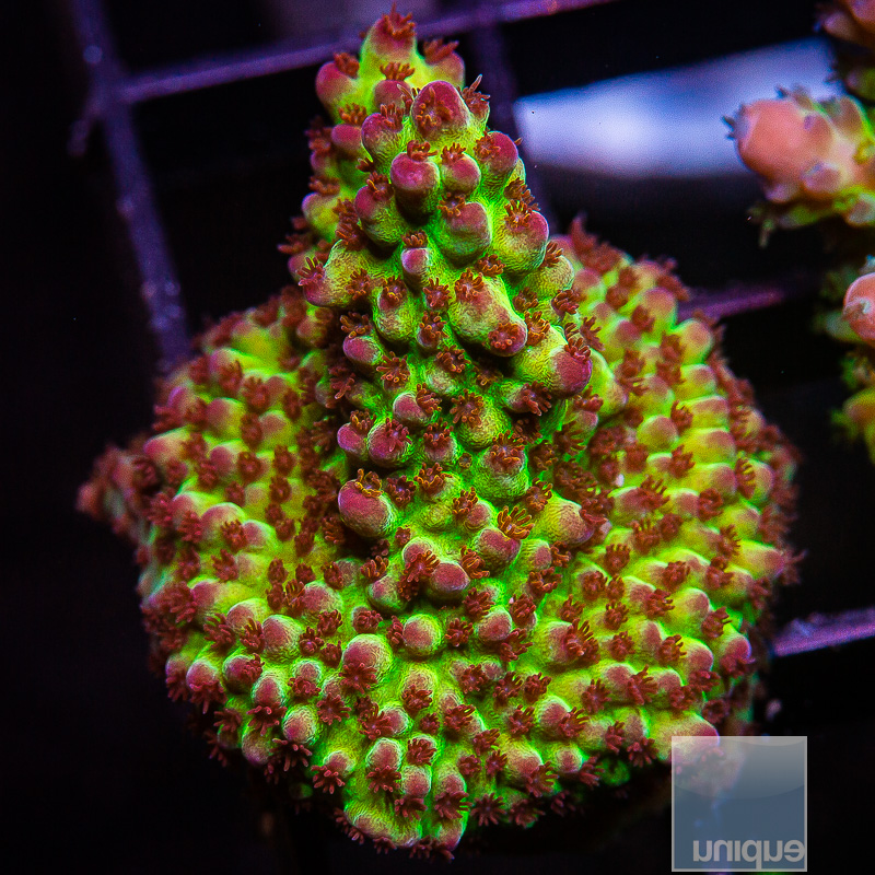 UC Grapevine Acropora 99 35.JPG