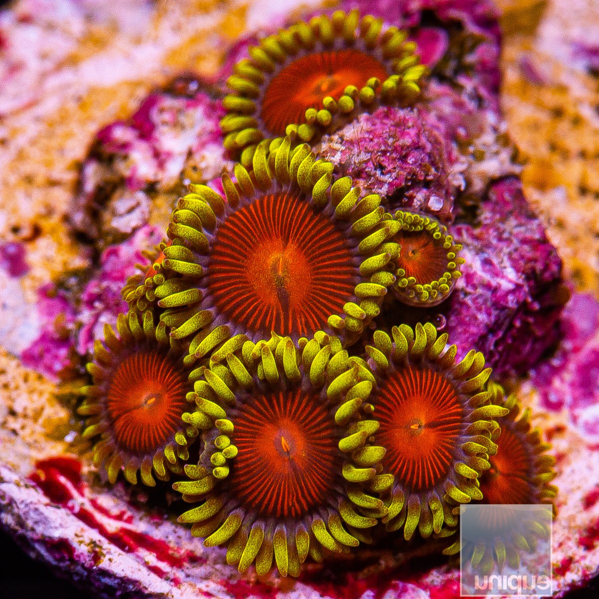 UC Greedo Zoanthid 69 36.JPG