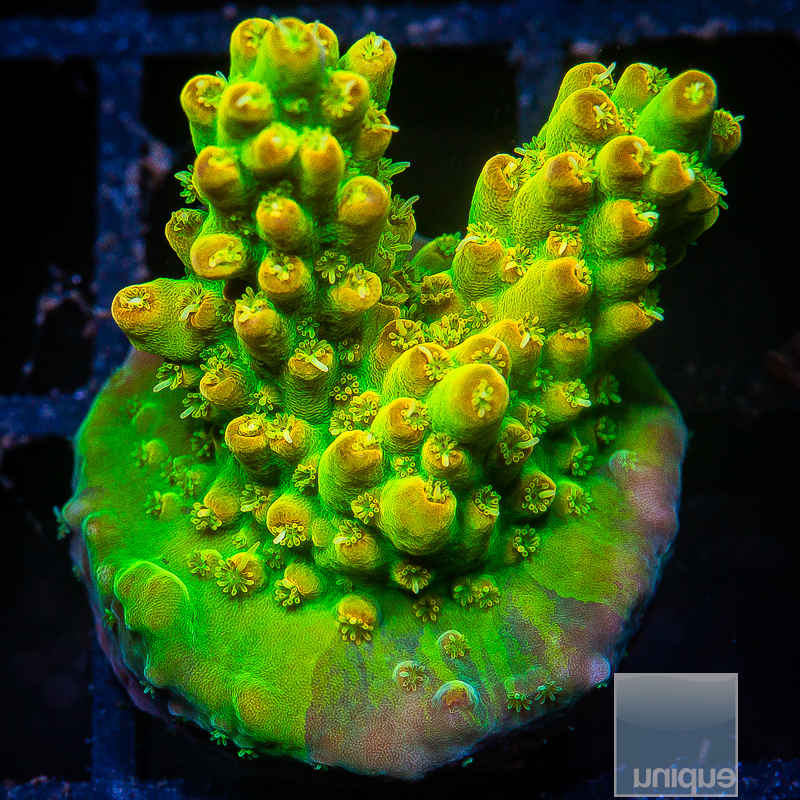 UC Green Goblin Acropora 79 38.JPG