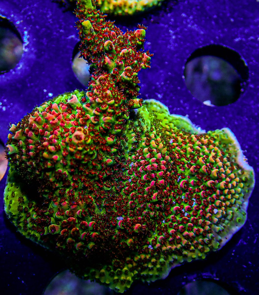 UC Gumdrop Acro Colony -233.JPG