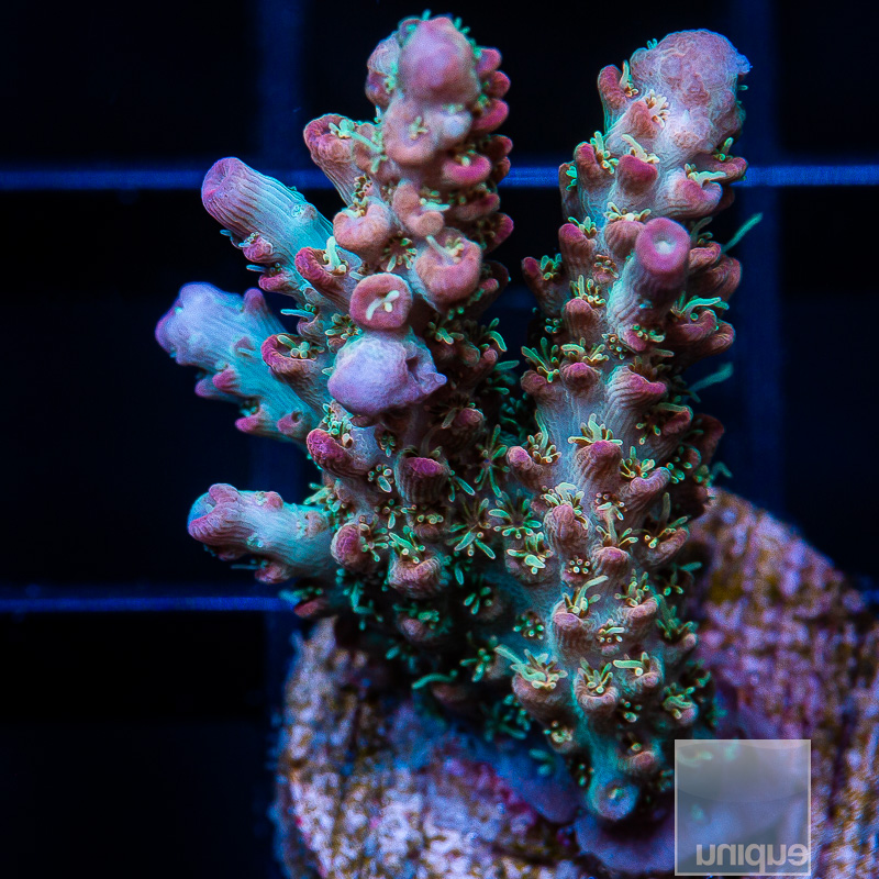 UC Hellbender Acropora 149 95.JPG