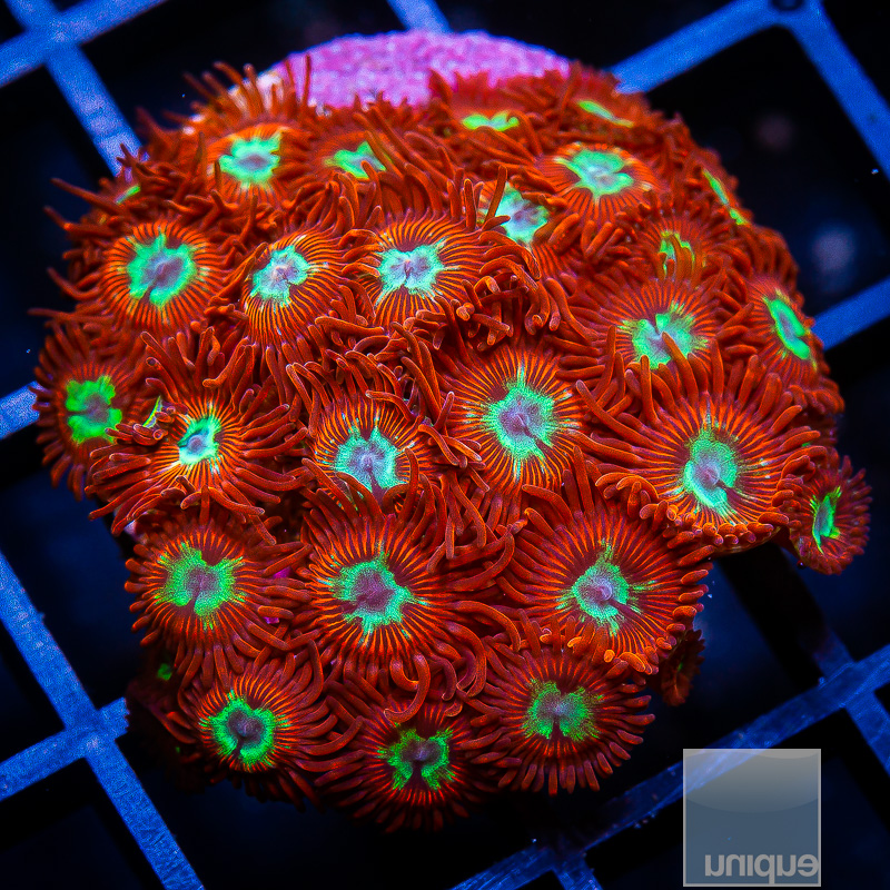 UC Hot Shot Zoanthid Colony 299 135.JPG