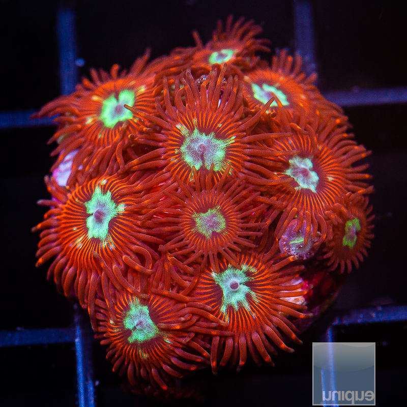 UC Hotshot Zoanthid 129 65.JPG