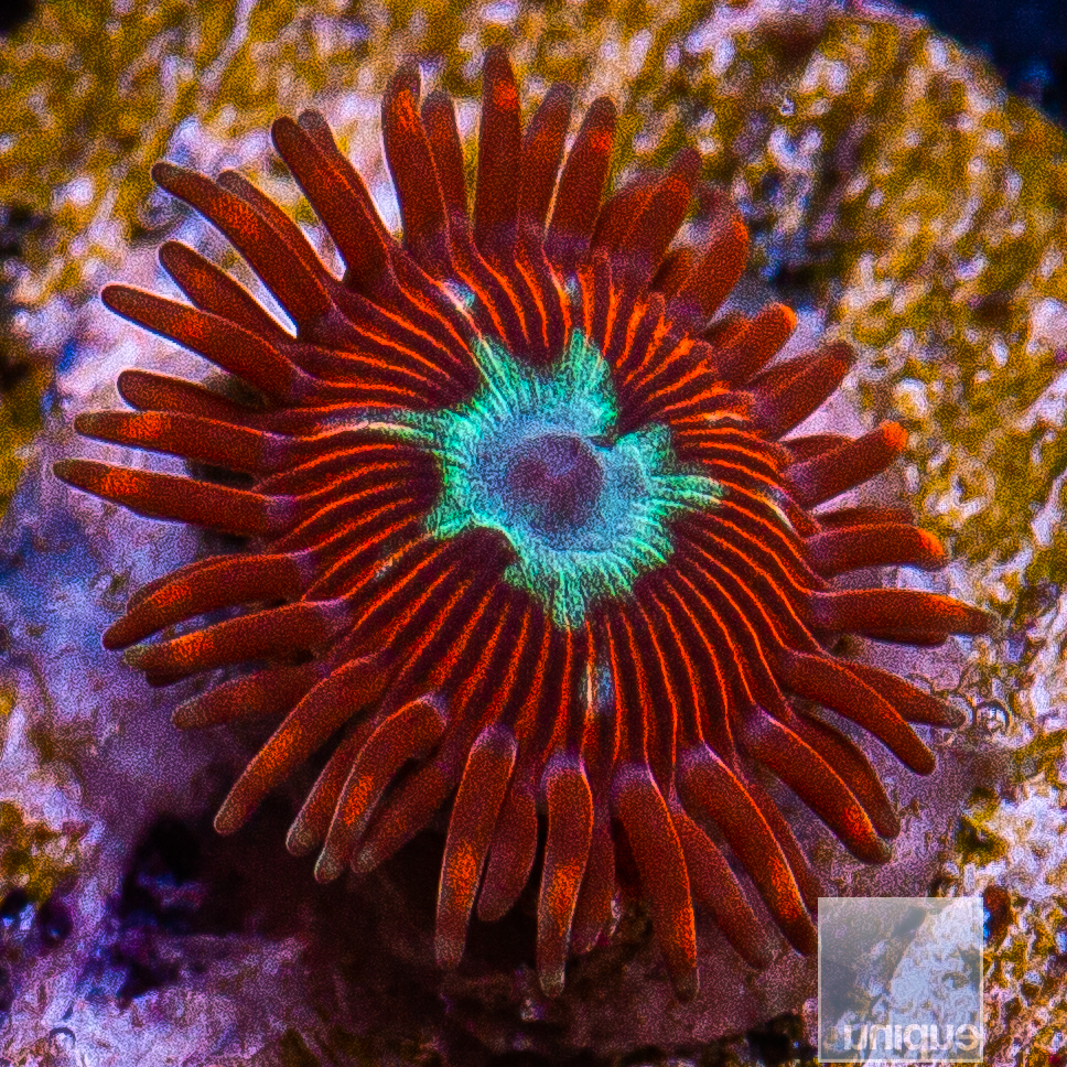 UC Hotshot Zoanthid 15 10.JPG