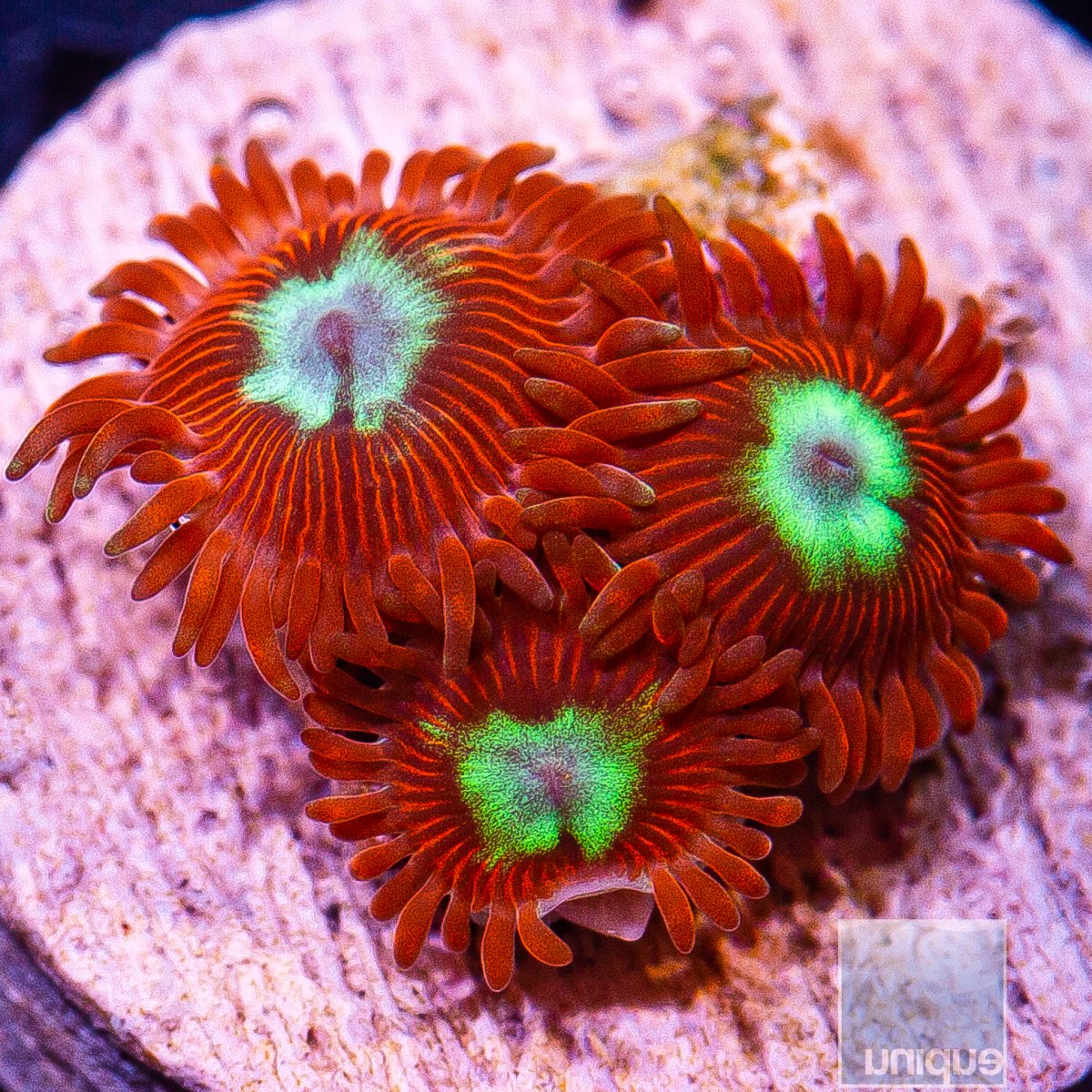 uc hotshot zoanthid 34 15.jpeg