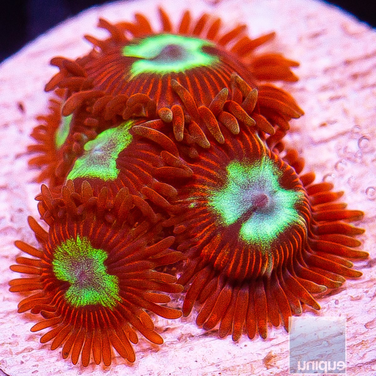 UC Hotshot Zoanthid 59 46.JPG