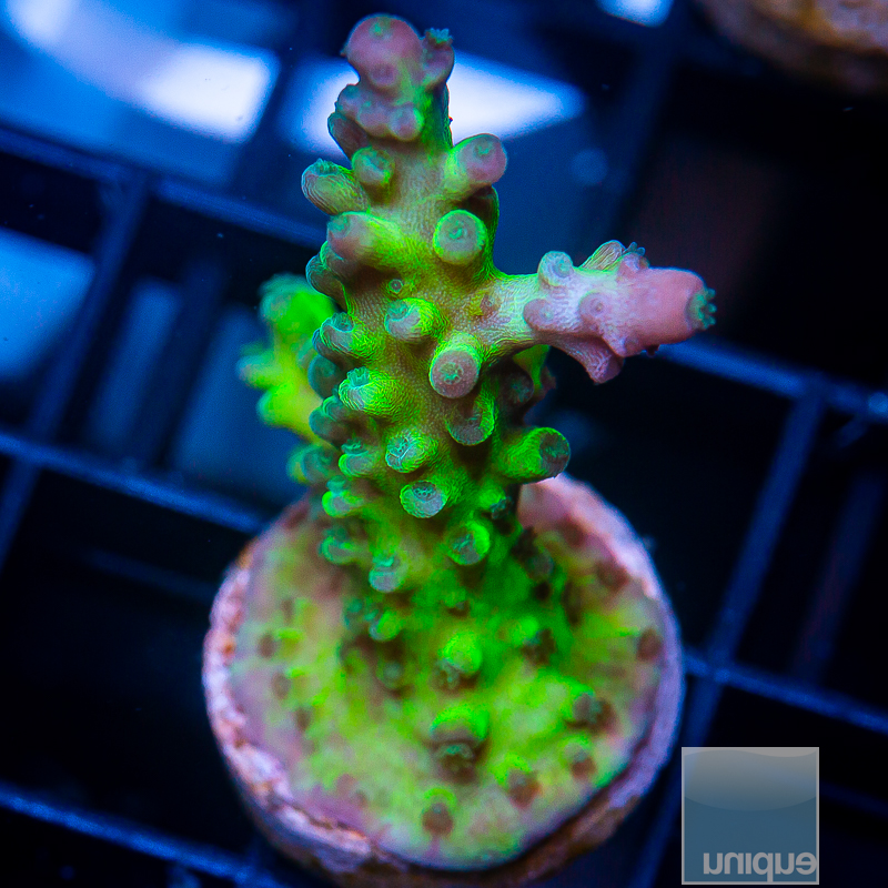 UC Incredible Hulk Acropora 79 46.JPG