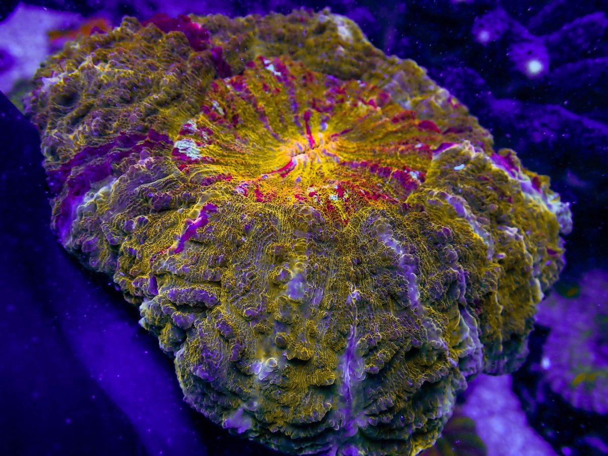 UC Jawbreaker Acanthophylia .JPG