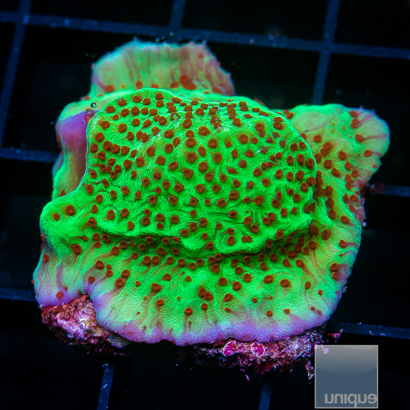 UC Jedi Mind Trick Montipora 44 20.JPG