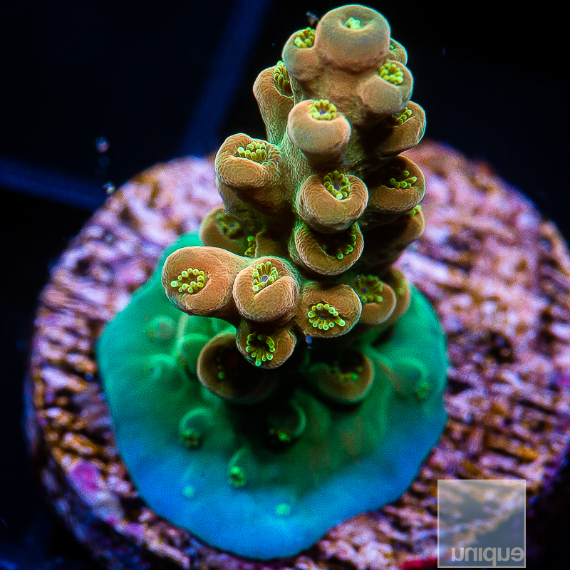 UC Killer Hornet Acropora 219 150.JPG