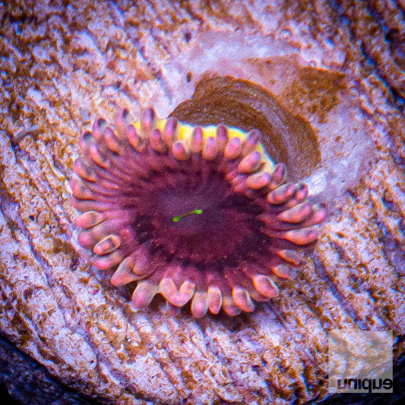 UC Kyoho Zoanthid 99 66.jpg