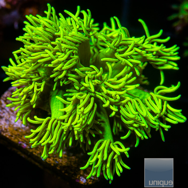 UC Lemon Lime Goniopora 139 86 (1).JPG