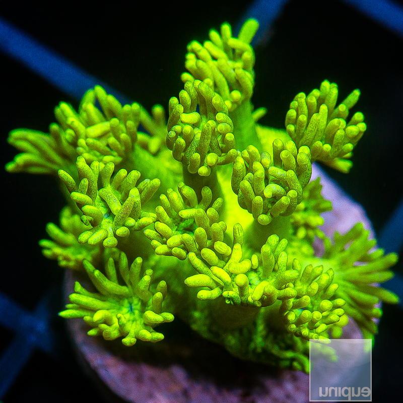 UC Lemon Lime Goniopora 149 94.JPG